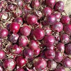 甘肃红皮洋葱质量第一货源充足