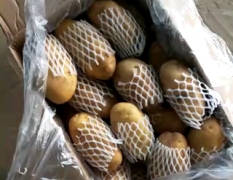 山东济南平阴肥城冷库精品荷兰十五土豆大量供应