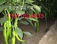 青州无公害蔬菜现在开始上市了 羊角椒辣椒