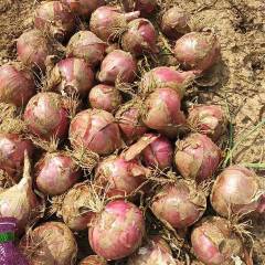朔城常年代办洋葱，信誉至上，质量可靠
