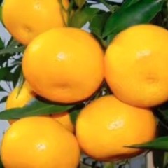 南丰蜜桔为我国古老柑桔的优良品种之一