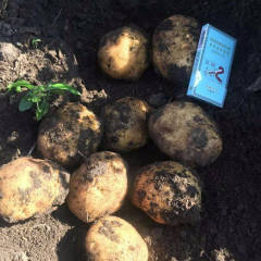 黑龙江双城延薯四号 大量上市 交通便利