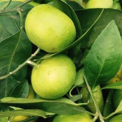 湖北蜜桔开始上市，一次合作，终生朋友