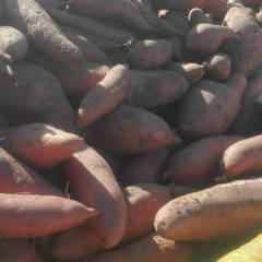 藁城大量龙署九上市，红皮红瓤