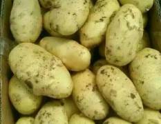 沽源代收蔬菜土豆现阶段土豆大量上市