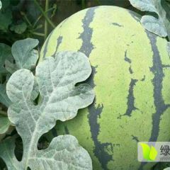 辽宁西瓜代办 新民西瓜代办15540032588