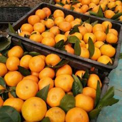 宜昌蜜桔，产地直销，欢迎选购