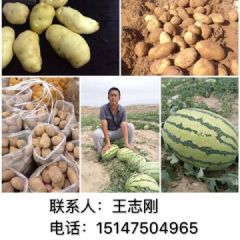 内蒙鄂托克前期土豆销售