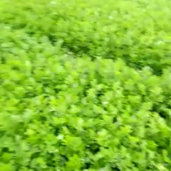 2018西安芹菜现在订货 让你满意