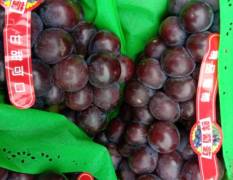 安徽阜阳市常年求购物美价廉的鲜水果