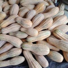 枣阳我这里蜜本南瓜五斤起步