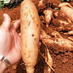 云南高原特产板栗署灰署，现货大量上市中