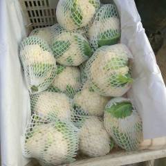 山东肥城菜花，雪玉雪宝白花菜大量供应