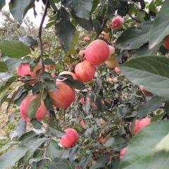 台安寒富苹果九月二十日就可以上市