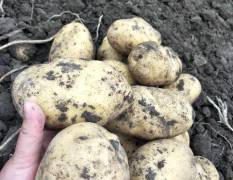 怀德土豆大量上市土岩2，荷兰系列