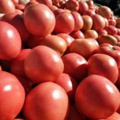 松山硬粉精品西红柿，弧三以上，诚信代办