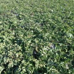 富锦瓜大口好皮薄，让您高兴而来，满意而归