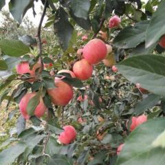 西平寒富苹果种植基地，种植面积约两万亩