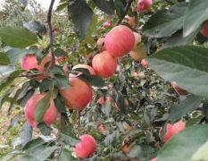 西平寒富苹果种植基地，种植面积约两万亩