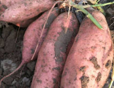 蠡县出产各种型号红薯，自家有大型地窖