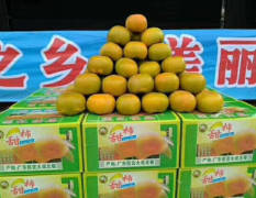 2018信宜柿子 北梭甜柿是从台湾引进品种