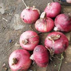 批发洋葱哪里去/河南洋葱最满意