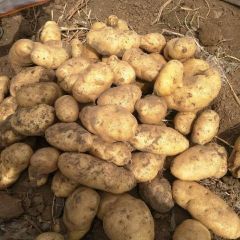 优质荷兰十五土豆（300吨）