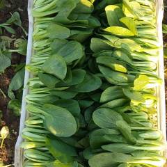 曹县郜刘村优质上海青百亩种植基地