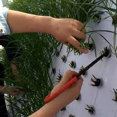 10月准备上市平韭3号4号韭菜