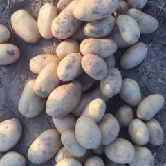 黄皮黄肉黄沙中加2号，无 质量问题