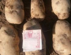 大量收各种土豆，质量保证。