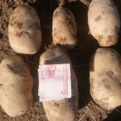 大量收各种土豆，质量保证。
