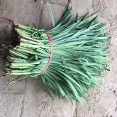 河南滑县韭菜,销量全国各地大市场,二茬韭菜,根粗,叶宽,黑绿,欢迎全