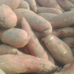 2018藁城大量龙署九上市了，红皮红瓤长条