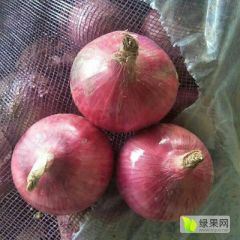河南开封通许精品二红洋葱