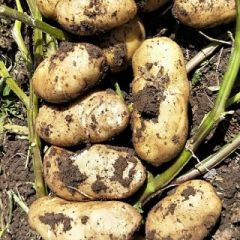 荷兰十五优质土豆出货中