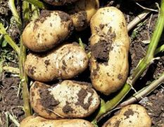 荷兰十五优质土豆出货中