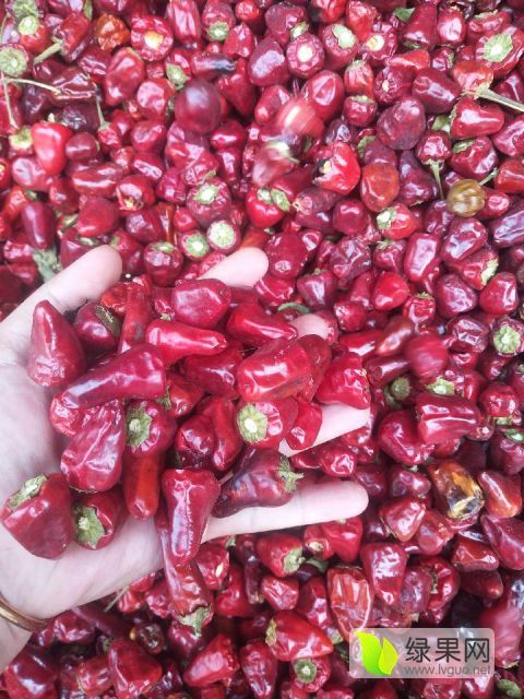灯笼椒,色泽光亮,口感奇特_辣椒价格行情_蔬菜商情网