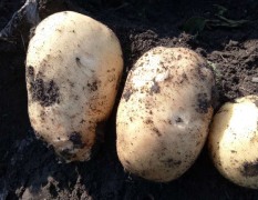 牙克石荷兰系列优质马铃薯9月初即将上市