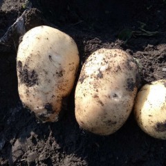 牙克石荷兰系列优质马铃薯9月初即将上市