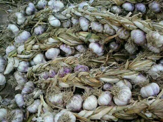 供应:山东临清大蒜辫子蒜分级明细