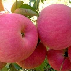 绥中寒富苹果果实短圆锥形，果形端正