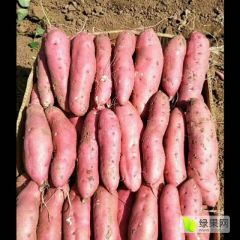 红皮，白瓤红薯大量上市需要的联系我