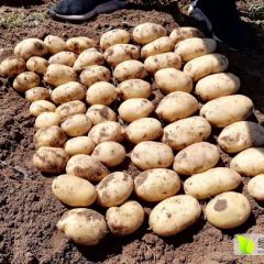 太仆寺旗光明村张晓霞供应V6土豆