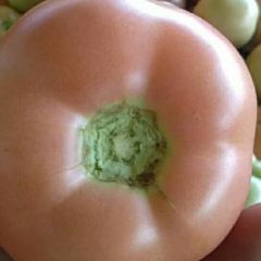 河北乐亭西红柿大量上市