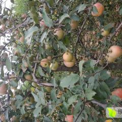 陕西大荔秦冠苹果开始出售了