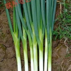 隆尧我处上千亩长白大葱开始出售了