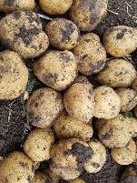 扶余大量土豆资源有需要的电话联系