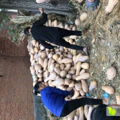 邓州市翟营南瓜种植专业合作社代办蜜本南瓜