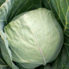 内蒙古赤峰市优质甘蓝 新上市产销两旺